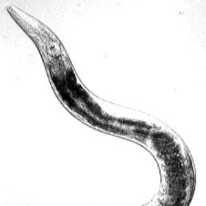 Avatar for Phylum Nematoda