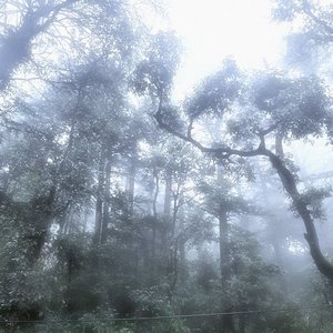 Dead Leaves