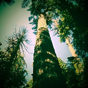 Goldfinch Forest