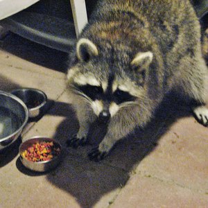 Richie Raccoon 的头像