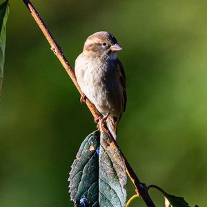 Avatar de Into The Earth