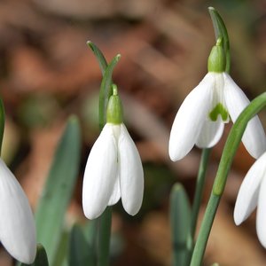 Avatar för De Sneeuwklokjes