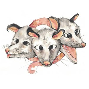 Opossums