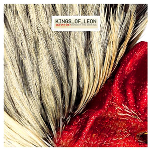 KINGS OF LEON - sex on fire - Zortam Music