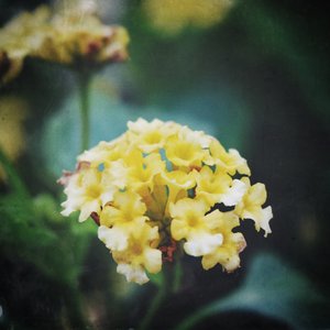 bloom