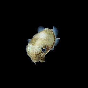 Cuttle - Single