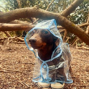 Little Hopper - Single
