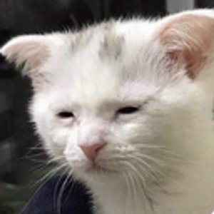 Avatar for sata肉の夢