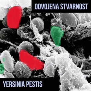 Yersinia Pestis