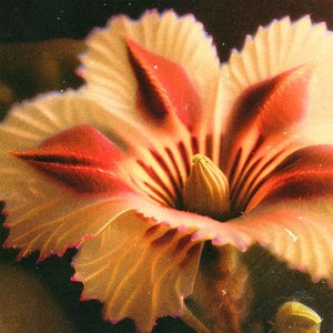 Aurelia - Single