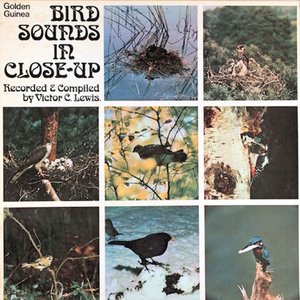 Bird Sounds In Close-Up