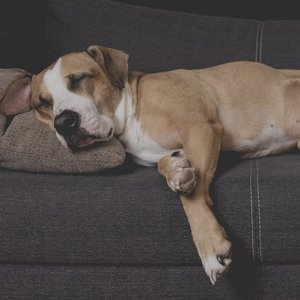 Avatar for Dog Sleep Academy