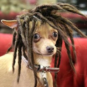 Avatar for P-Crunk Allstars