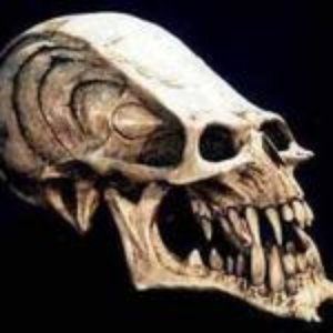 Alien Skull 的头像