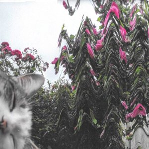 Birdfeeders 的头像