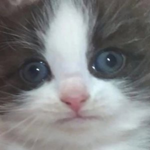 Avatar for Boksia