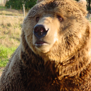 Jeremiah Green photo provided by Last.fm