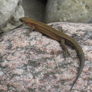 Kalmarosa