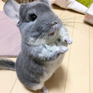 Шиншиллы 的头像
