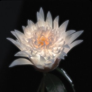 Time Is A Flower (Deluxe)
