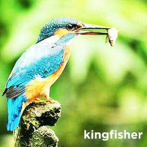The Kingfisher 的头像