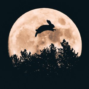Moon Rabbit 的头像