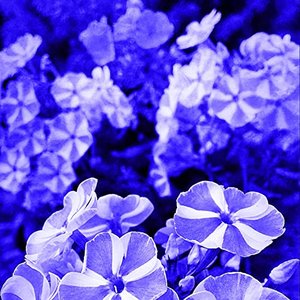 Sirba & Floresty (The Roaring 2021) - Single