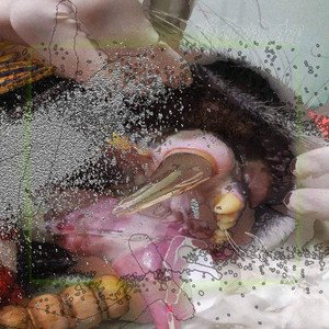 Hedonia - Single
