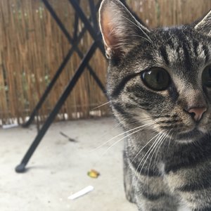 Avatar for Musik für Katzen TA