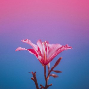 Just Like Spring