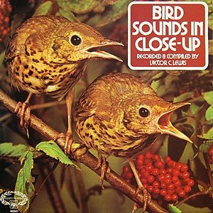 Bird Sounds In Close-Up