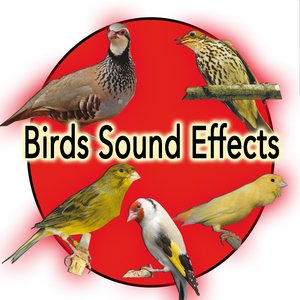 Birds and Nature Sound Effects:  Partridge, Spanish Timbrado Canary, Goldfish, thrush, Roller
