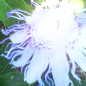 Slow Motion - Single
