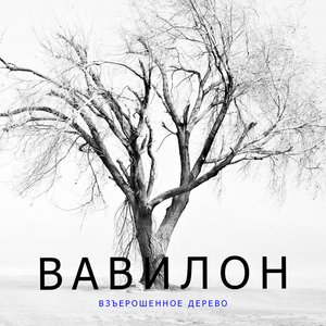 Взъерошенное дерево