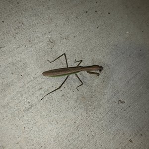 moments (mantis)