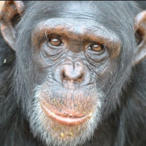 Avatar for Monkey Meat 4 Breakfast