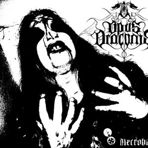Avatar for Opus Draconis
