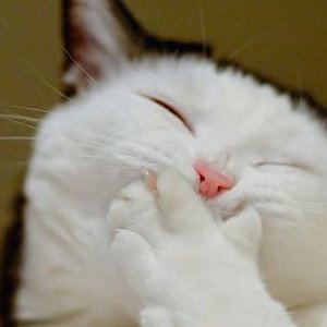cat dies nine times x tebestydno 的头像