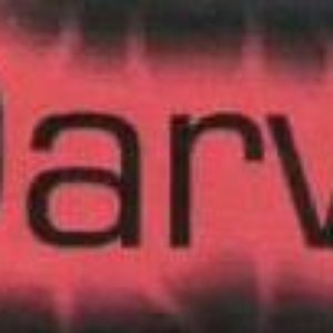 Darva 的头像