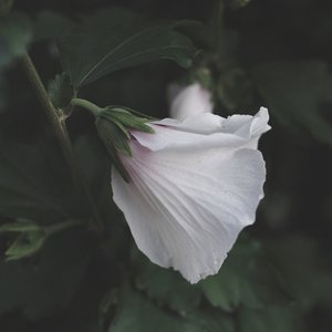 Negation