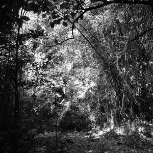 diaphanous