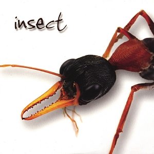 Insect