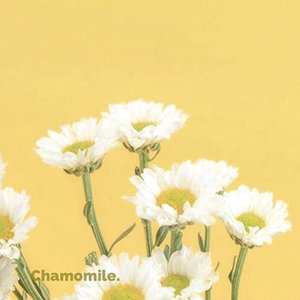 Chamomile