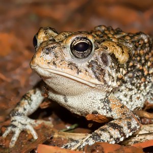 Avatar for Southern Toad (Bufo terrestris)