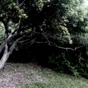 recluse