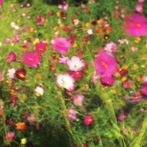 In Sight of the Shrike - EP