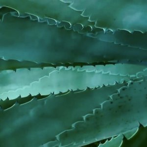 Cocoon