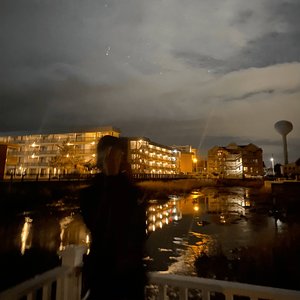 lungs - Single