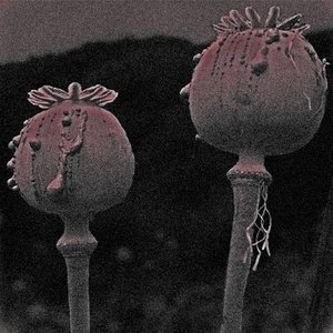 virulent Opium 的头像