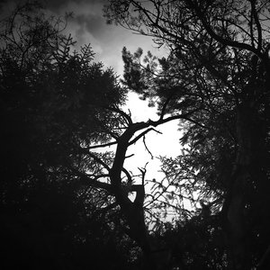 Avatar di Livforsterk